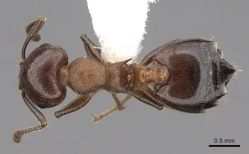 Crematogaster cerasi - CASENT0922725