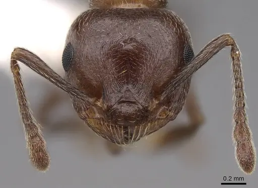 Crematogaster cerasi - CASENT0922725