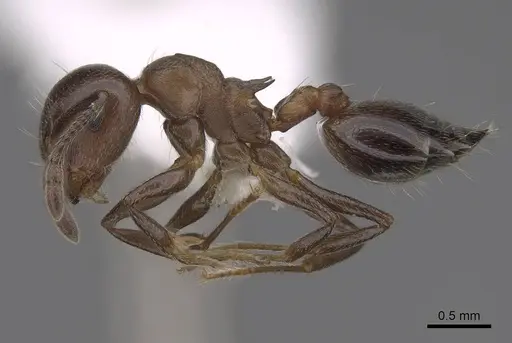 Crematogaster cerasi - CASENT0922725