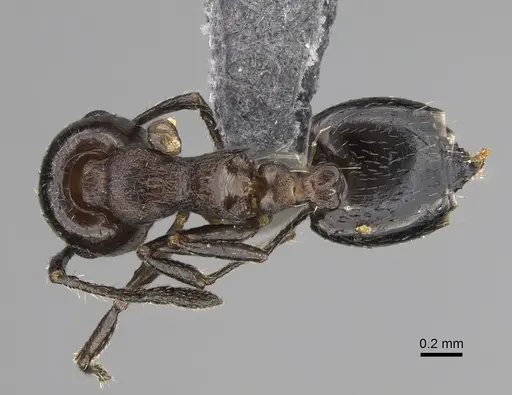 Crematogaster cerasi - CASENT0923233