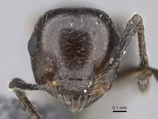 Crematogaster cerasi - CASENT0923233