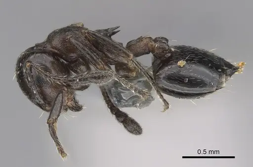 Crematogaster cerasi - CASENT0923233