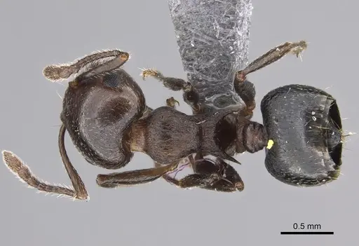 Crematogaster cerasi - CASENT0923234