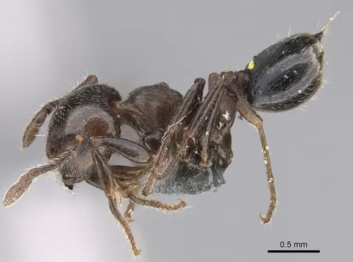 Crematogaster cerasi - CASENT0923234