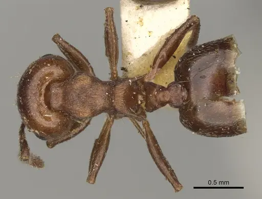 Crematogaster cerasi - USNMENT00529078