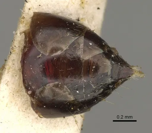 Crematogaster cerasi - USNMENT00529078