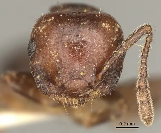 Crematogaster cerasi - USNMENT00529078
