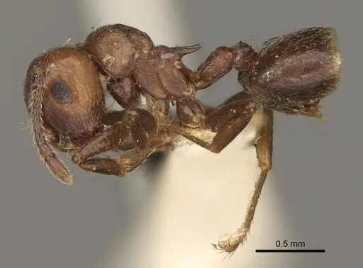 Crematogaster cerasi - USNMENT00529078