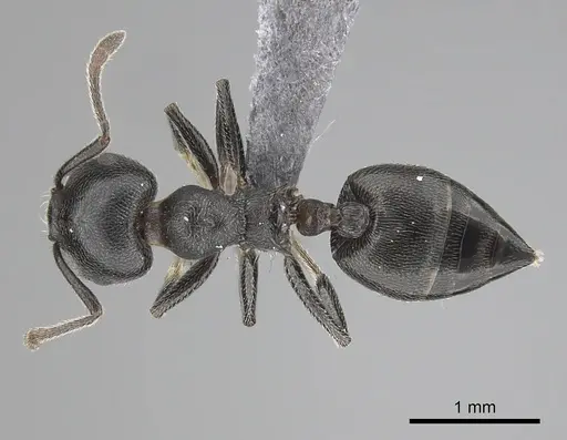 Crematogaster chiarinii specimen