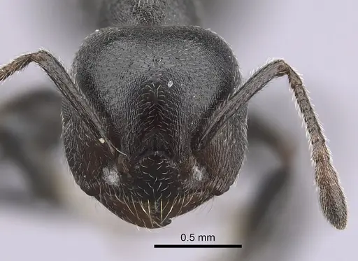 Crematogaster chiarinii specimen