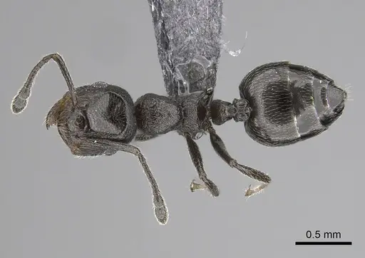 Crematogaster chiarinii - CASENT0264615