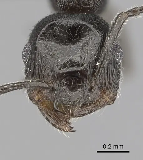 Crematogaster chiarinii - CASENT0264615