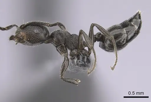 Crematogaster chiarinii - CASENT0264615
