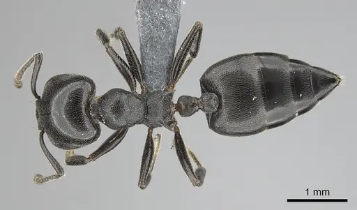 Crematogaster chiarinii - CASENT0264656