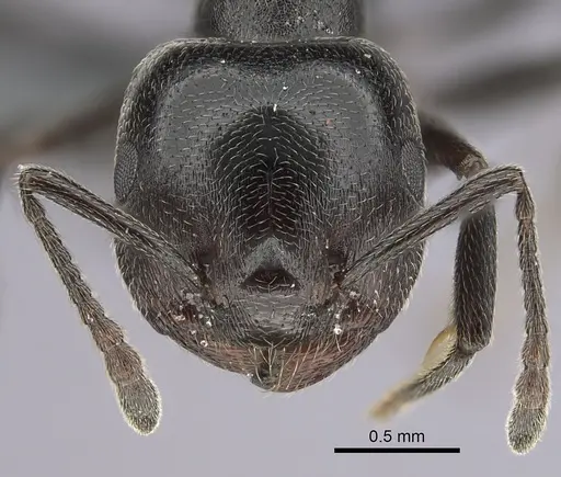 Crematogaster chiarinii - CASENT0264656