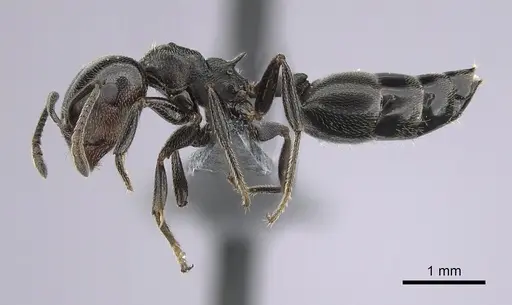 Crematogaster chiarinii - CASENT0264656