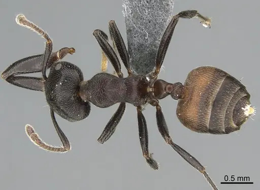 Crematogaster chiarinii - CASENT0824781