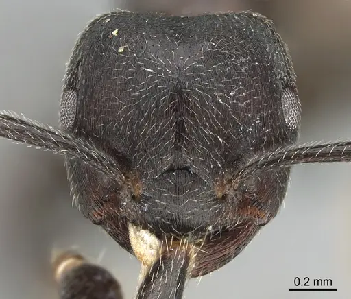 Crematogaster chiarinii - CASENT0824781