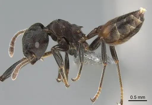 Crematogaster chiarinii - CASENT0824781