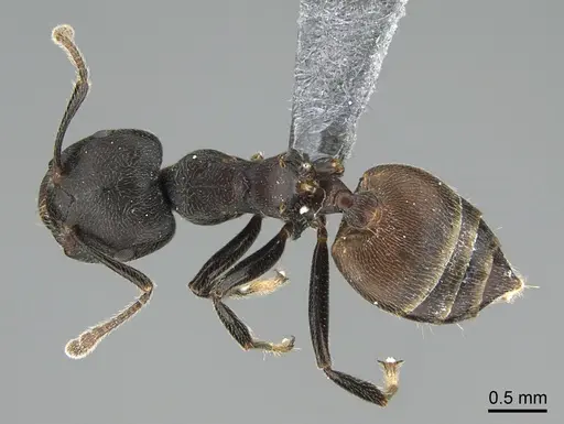 Crematogaster chiarinii - CASENT0824782