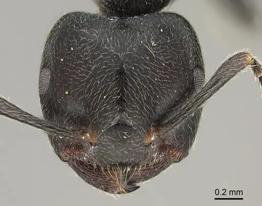 Crematogaster chiarinii - CASENT0824782