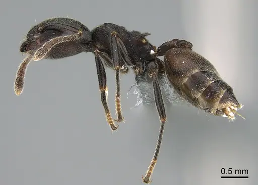 Crematogaster chiarinii - CASENT0824782