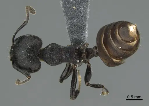 Crematogaster chiarinii - CASENT0824852
