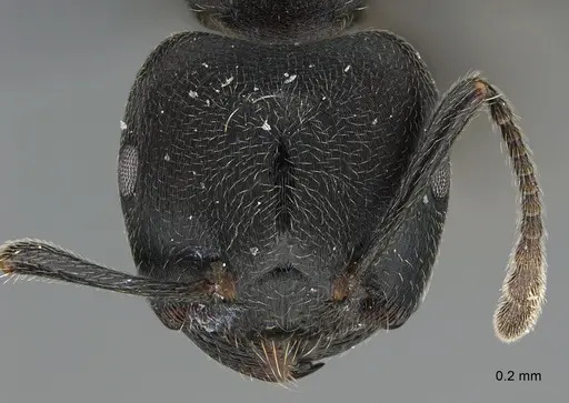 Crematogaster chiarinii - CASENT0824852