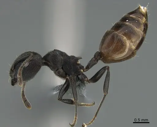 Crematogaster chiarinii - CASENT0824852