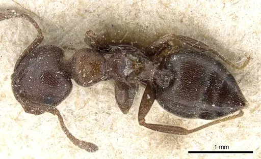 Crematogaster chiarinii - CASENT0904518