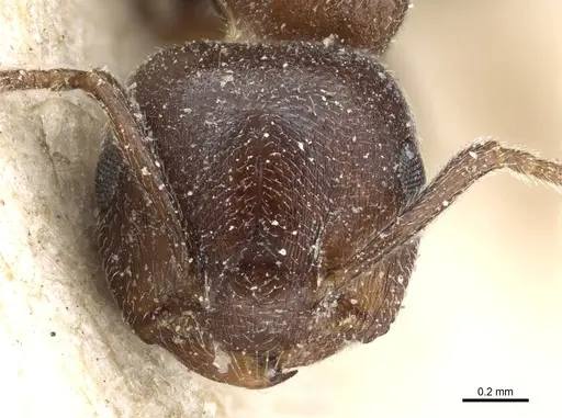 Crematogaster chiarinii - CASENT0904518