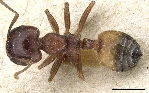 Crematogaster chiarinii - CASENT0904519