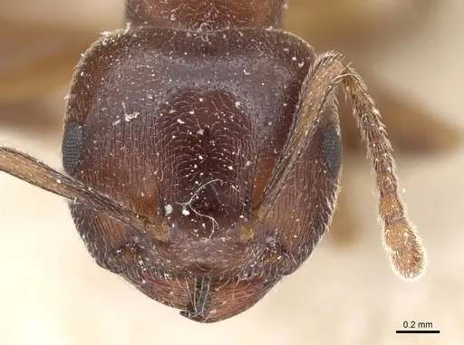 Crematogaster chiarinii - CASENT0904519