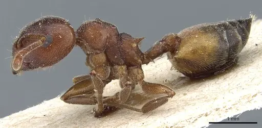 Crematogaster chiarinii - CASENT0904519