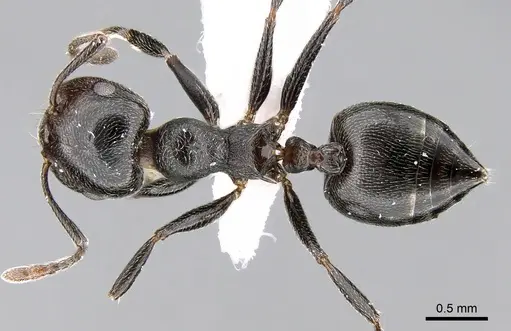 Crematogaster chiarinii - CASENT0906369