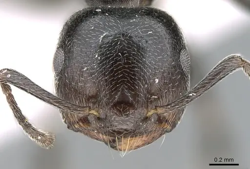 Crematogaster chiarinii - CASENT0906369