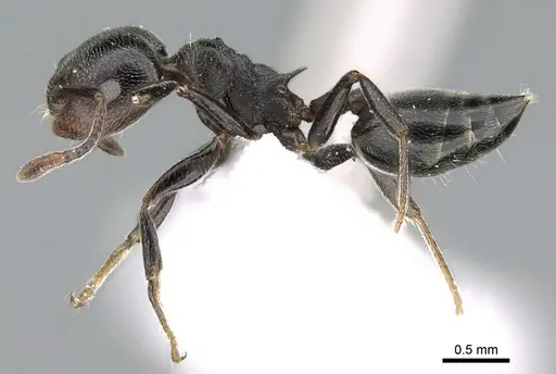 Crematogaster chiarinii - CASENT0906369