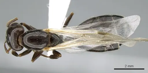 Crematogaster chiarinii - CASENT0906370