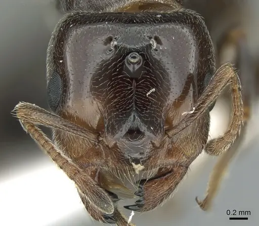 Crematogaster chiarinii - CASENT0906370