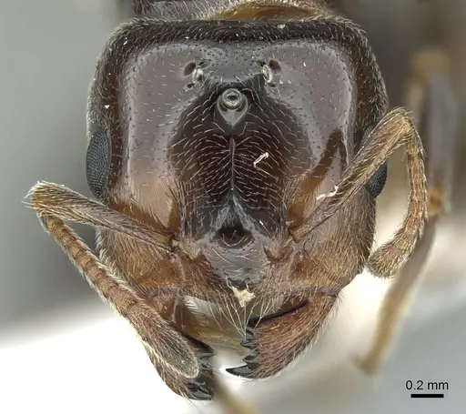 Crematogaster chiarinii - CASENT0906370