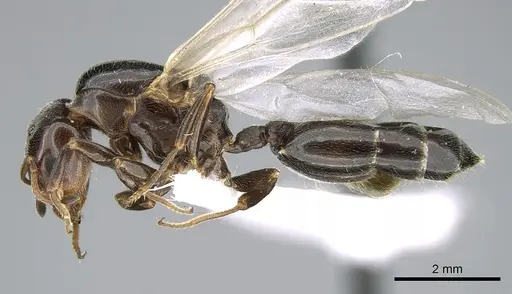 Crematogaster chiarinii - CASENT0906370