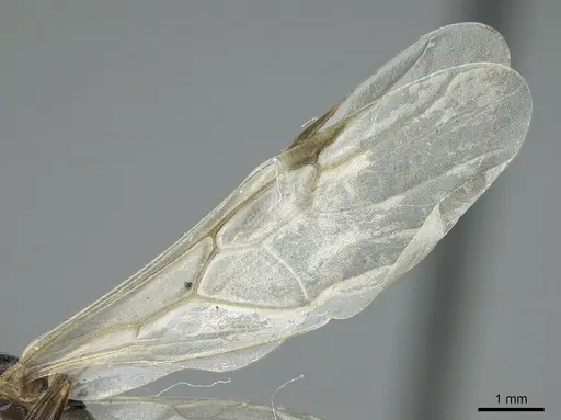 Crematogaster chiarinii - CASENT0906370