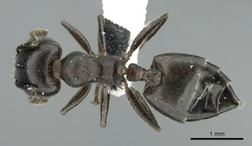 Crematogaster chiarinii - CASENT0906371