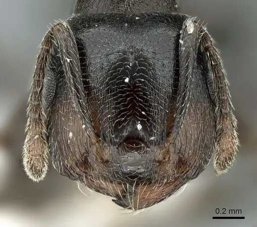 Crematogaster chiarinii - CASENT0906371