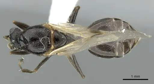 Crematogaster chiarinii - CASENT0906372