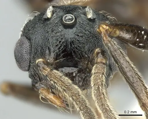 Crematogaster chiarinii - CASENT0906372