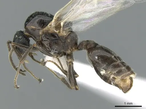 Crematogaster chiarinii - CASENT0906372