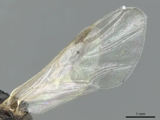 Crematogaster chiarinii - CASENT0906372