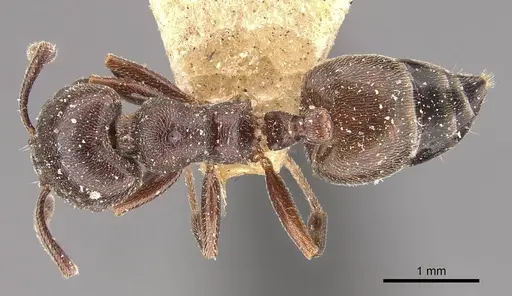 Crematogaster chiarinii - CASENT0908513