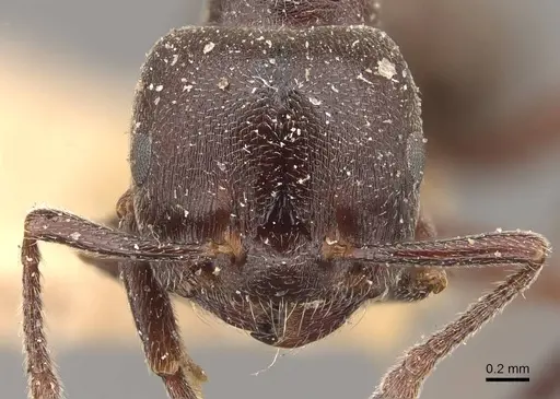 Crematogaster chiarinii - CASENT0908513